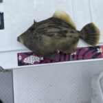 カワハギ釣り大分臼杵
