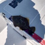 大分のカワハギ釣り！臼杵港から幸漁丸で