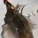 カワハギ釣りからティップラン
